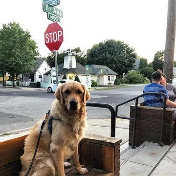 Golden retriever Leny 