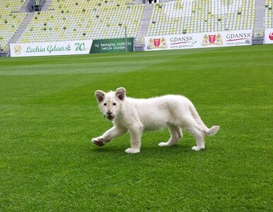 Miniatura: Na stadionie Lechii pojawił się... biały...