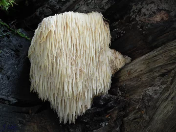 Soplówka jeżowata (Hericium erinaceus) 