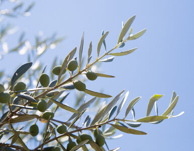 Miniatura: Twoja oliwka może umrzeć, zanim się...