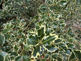 Ostrokrzew kolczasty