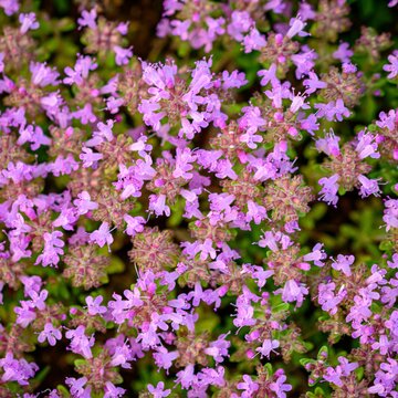 Macierzanka piaskowa, Thymus serpyllum
