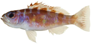 Serranus tortugarum 