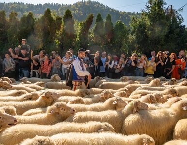 Miniatura: Zobaczysz tysiące owiec i poczujesz...