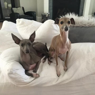 Normie i Bambi 