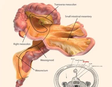 Miniatura: Naukowcy odkryli nowy narząd. „Anatomiczny...