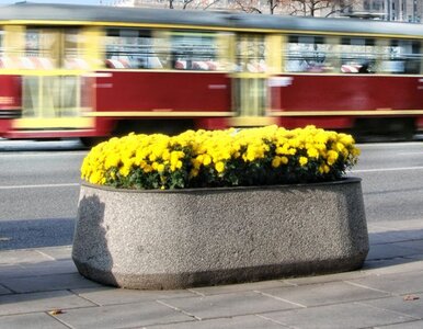 Miniatura: Samochód wjechał w przystanek. Ranna 63-latka