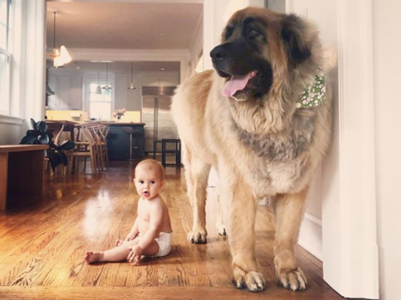 Leonberger Lamont 