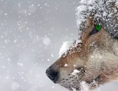 Miniatura: Na Syberii odkryto szczątki pradawnego...