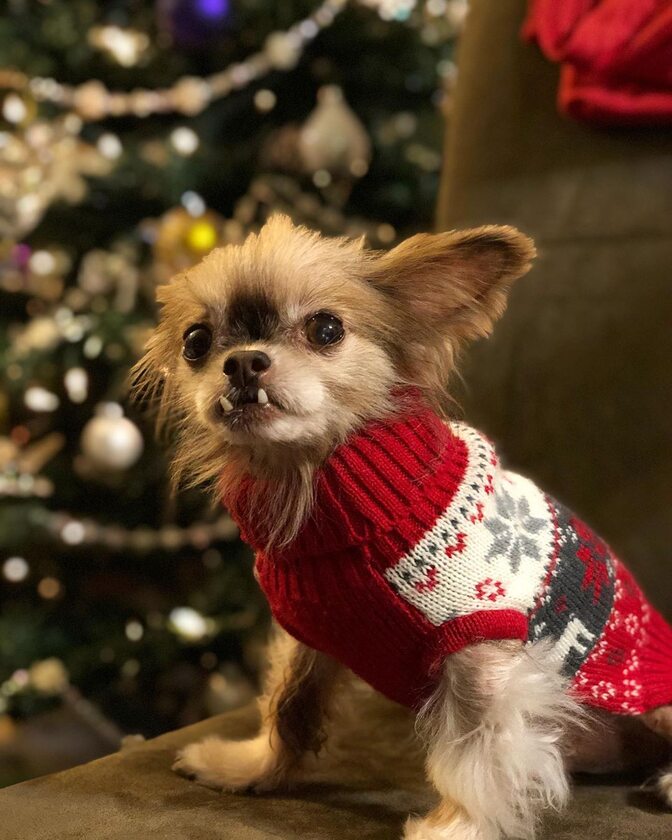 Chewie the Chi 