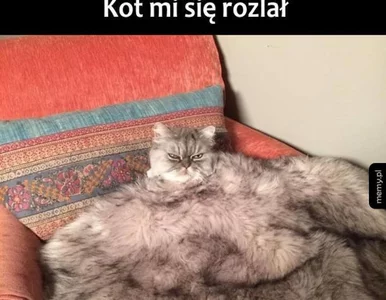 Miniatura: Obrażone, samolubne i dumne. Prawdziwe...