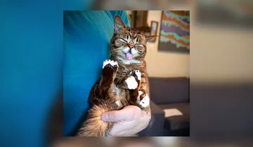 Lil Bub - 1,7 mln obserwujących 