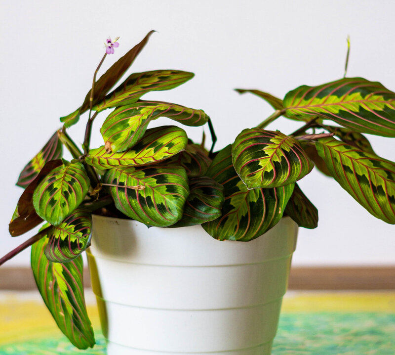 Maranta leuconeura „Fascinator Tricolor”