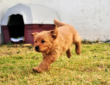 Miniatura: Szczeniaki grają, kurczaki kibicują, koty...