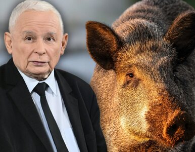Miniatura: Kaczyński udawał dzika w Sejmie. Leśnik...