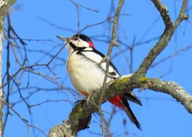 Miniatura: Jaki to ptak? Sprawdź, czy znasz gatunki...