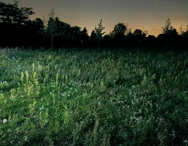 Miniatura: Park, noc, łopata, dziura w ziemi. Horror?...