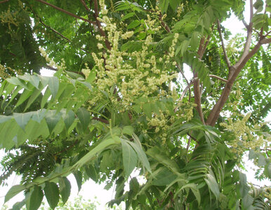 Miniatura: Masz to drzewo w ogrodzie? Lepiej się go...