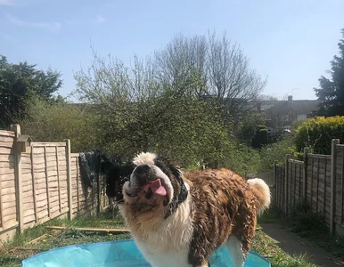 Miniatura: Bernardyn gigant! Zdjęcia tego psa robią...