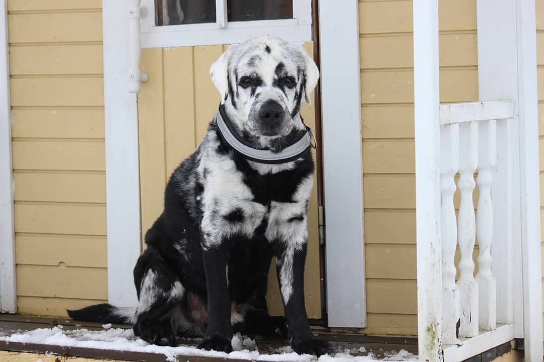 Labrador Blaze 