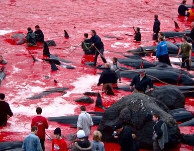 Miniatura: Krwawa rzeź grindwali i wielorybów na...