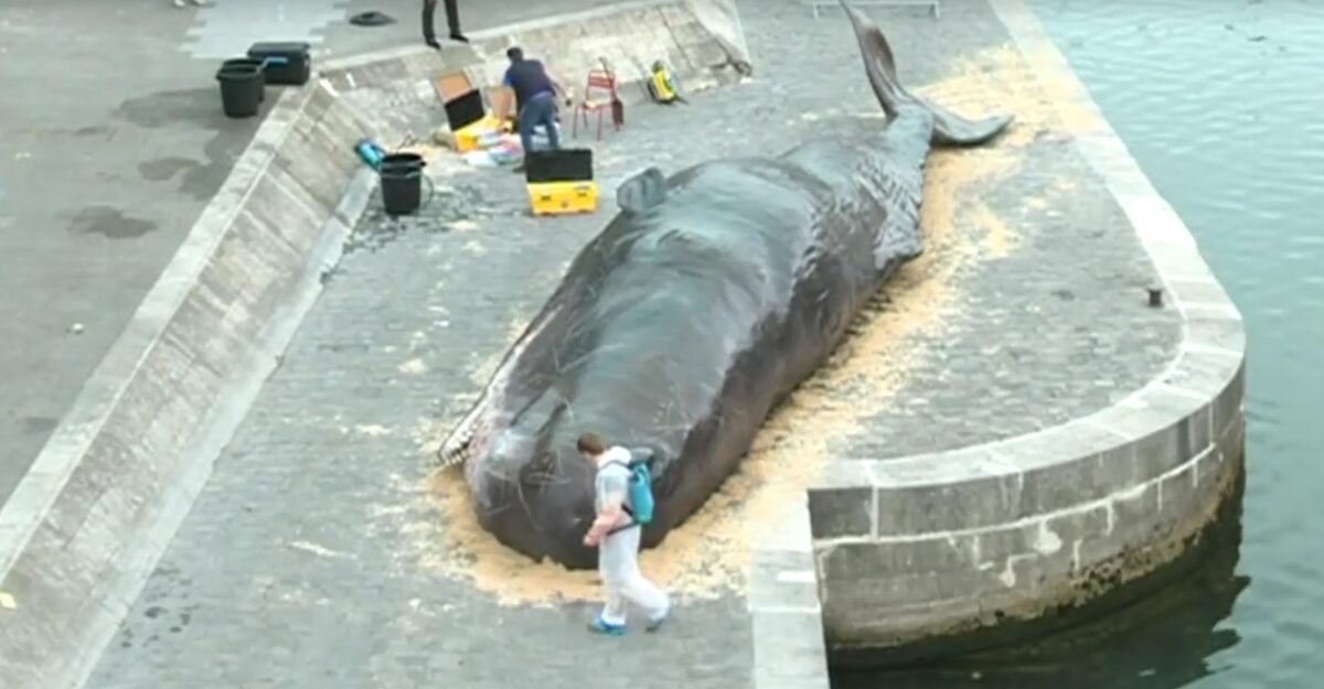 Sztuczny wieloryb w Paryżu 
