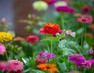 Miniatura: Wysiej cynie w maju. W 6 tygodni zakwitną...