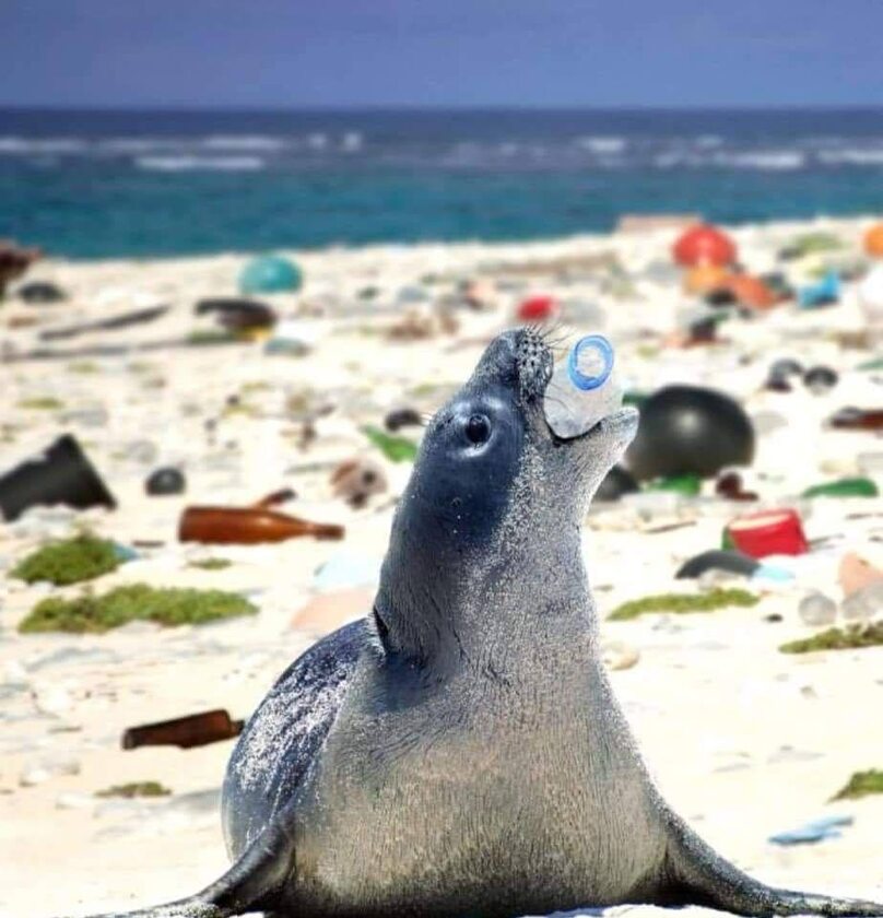 Śmieci z oceanów i zwierzęta 