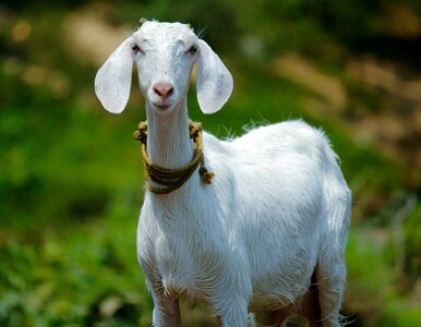 Miniatura: Quiz ze starych przysłów. Potrafisz je...