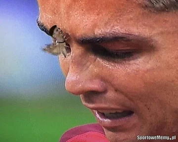 Memy po finale Euro 2016 (sportowememy.pl) 