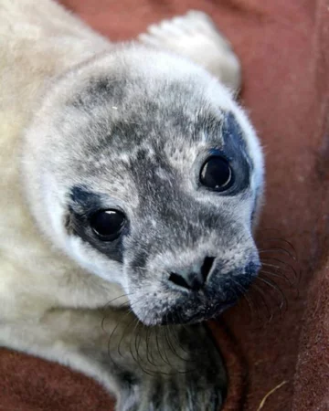 Foka uratowana przez organizację Seal Rescue Ireland 