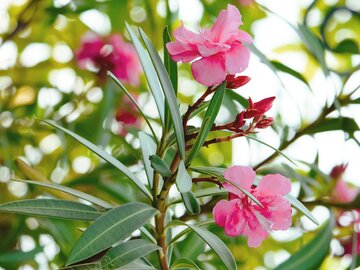 Oleander