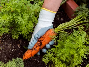 Miniatura: Zamień je miejscami w ogrodzie. Czosnek i...