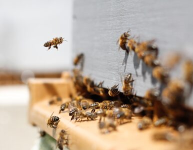 Tego o pszczołach nie wiedzieliśmy. Przełomowe odkrycie polskich naukowców