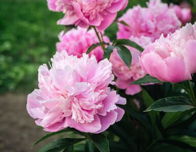 Miniatura: Letni błąd ogrodników. Przez to piwonie...