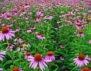 Miniatura: W czerwcu posadź jeżówkę. Piękna jak z...