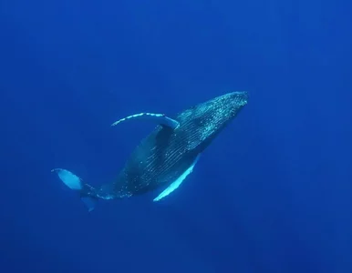 Miniatura: Naukowcy obserwowali migrujące wieloryby....