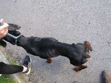 Pies, który trafił pod opiekę ISPCA 