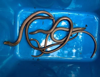 Miniatura: Hydraulik został wezwany do uruchomienia...