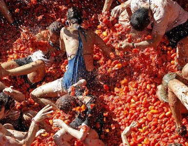 Miniatura: Tomatina czyli  doroczna bitwa na pomidory...