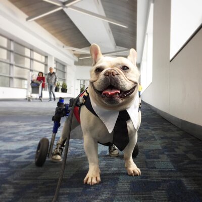 Miniatura: Tristan, buldog francuski, który pracuje...