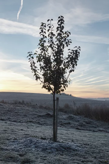 Destylarnia w Javornicach, projekt ADR Linka, Javornice, jabłka