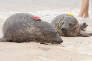 Wypuszczone foki zostały przygotowane do życia na wolności przez opiekunów z fokarium (fot. WWF Polska / Anna Kassolik)