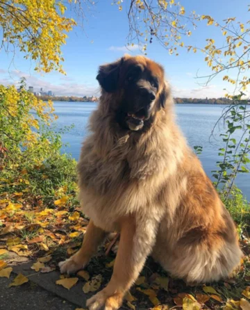 Leonberger Lamont 