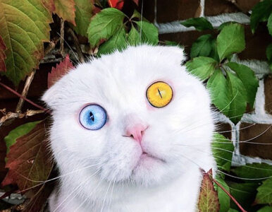 Miniatura: Fascynujący czy przerażający? Oczy kota...