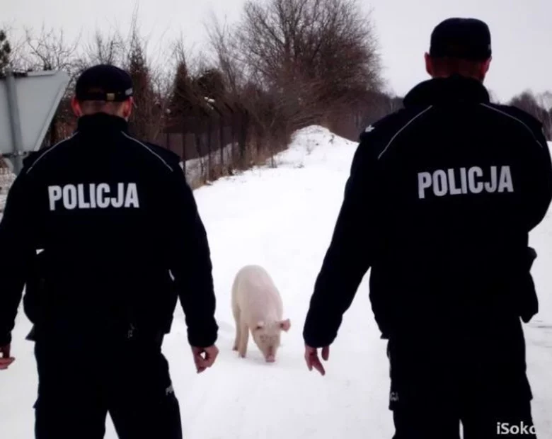 Miniatura: Francuzi apelują do Komorowskiego: uwolnij...