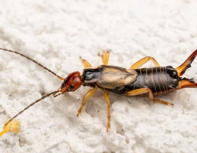 Miniatura: Gryzie i wchodzi do ucha? Wokół tego owada...