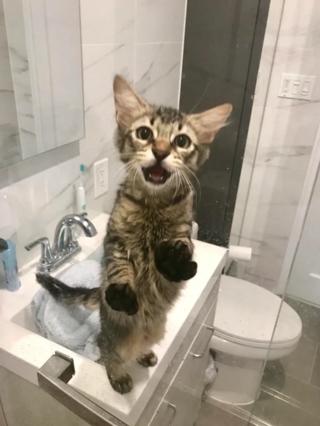 Kot chce wejść pod prysznic! 