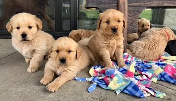 Psy rasy Golden Retriever 