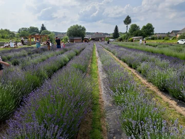 Lawendowa Siwianka, plantacja lawendy pod Warszawą 